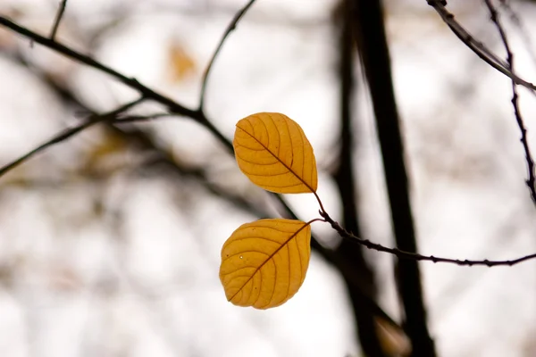 Ormandaki iki sonbahar yaprak — Stok fotoğraf