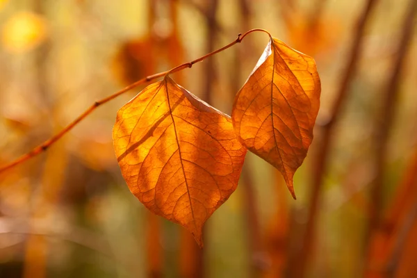 Two autumn leaves — Stock Photo, Image