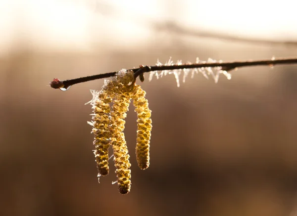 Willow catkins and concealing ice — Stock Photo, Image