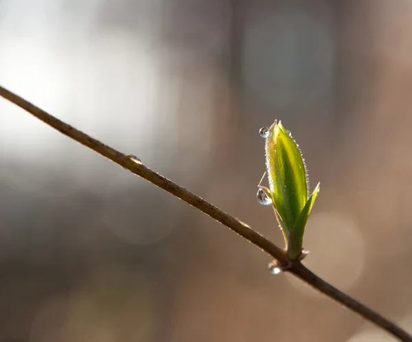 Junge Blätter im Sonnenlicht — Stockfoto