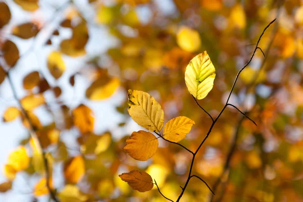 Outono ramo de faia — Fotografia de Stock
