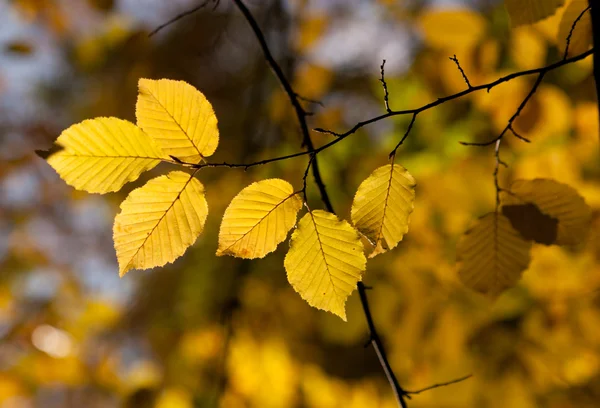 Autumn branch in sunlight — Stock Photo, Image