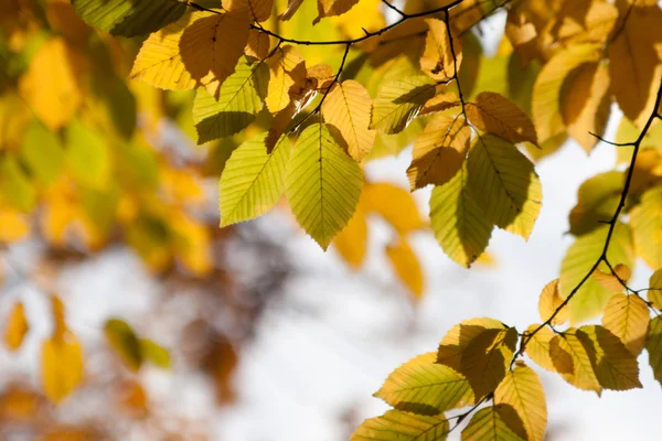 Ramas de otoño en un bosque —  Fotos de Stock