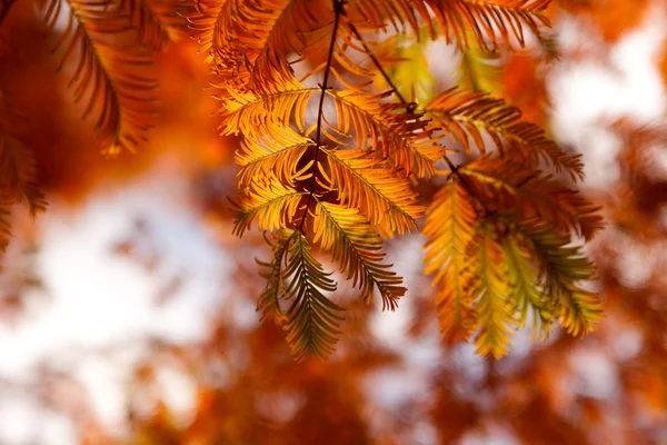 Осенние ветви ели — стоковое фото