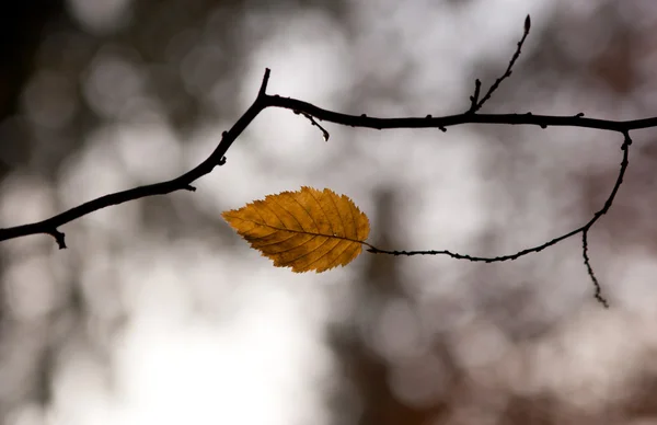 Autumn dry leaf on a branch — Stock Photo, Image