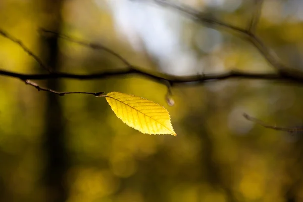 Herfstblad in het bos — Stockfoto