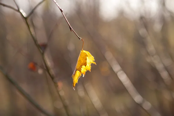 Herfstblad van berken in zon — Stockfoto