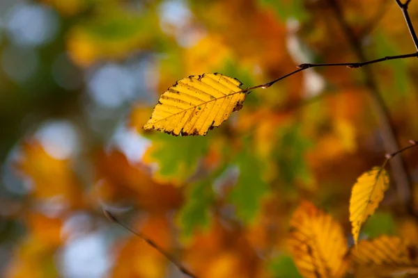 Podzimní list na větvi — Stock fotografie