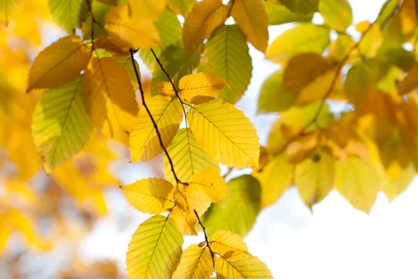 Осенние листья в солнечном свете в лесу — стоковое фото