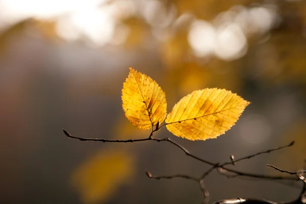 Осіннє листя на гілці — стокове фото