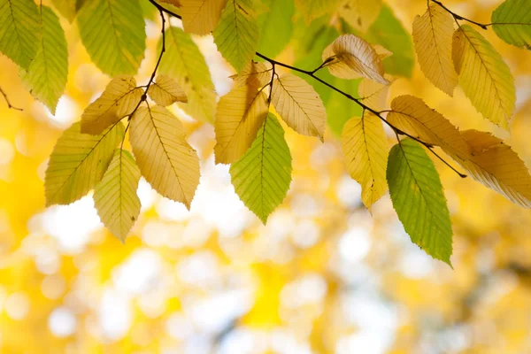 Herfstbladeren op een boom — Stockfoto