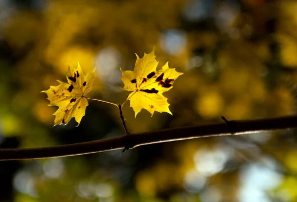 Autumn maple leaves on a branch — Stock Photo, Image