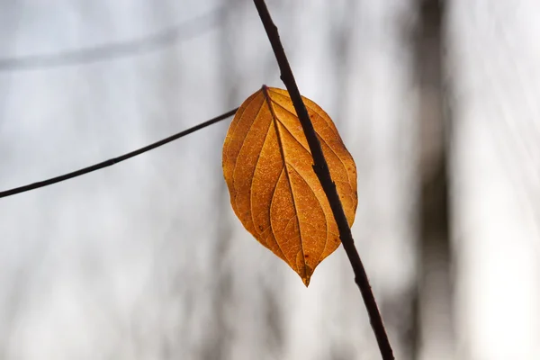 Höstens minimalism — Stockfoto