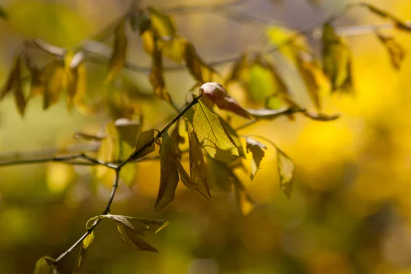 stock image Autumnal withering