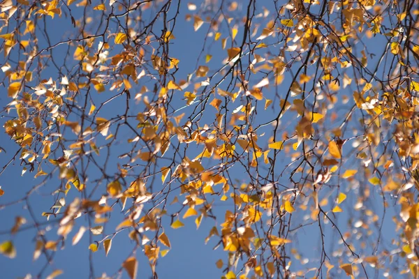 Birch branches against the sky — Stock Photo, Image