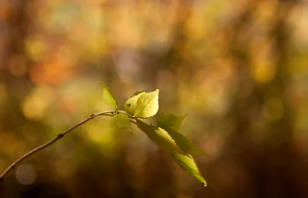 Zweig mit grünen Blättern im Sonnenlicht — Stockfoto