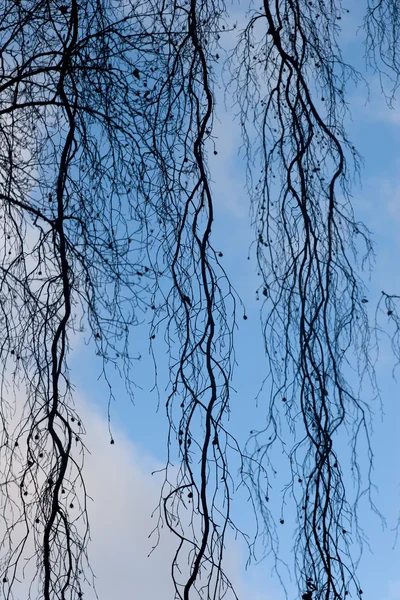 나뭇가지가 하늘을 향해 뻗어 있다 — 스톡 사진