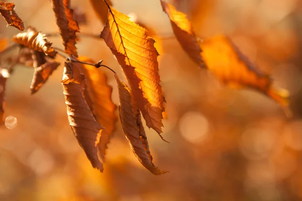 Güneş ışığı altında kuru yapraklar — Stok fotoğraf