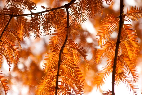 햇빛에 전나무 가지 — 스톡 사진