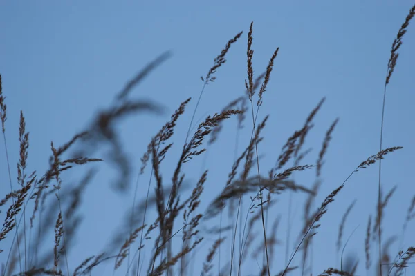 草の空を背景 — ストック写真