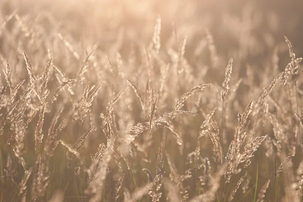 Gras verlicht door de zon — Stockfoto