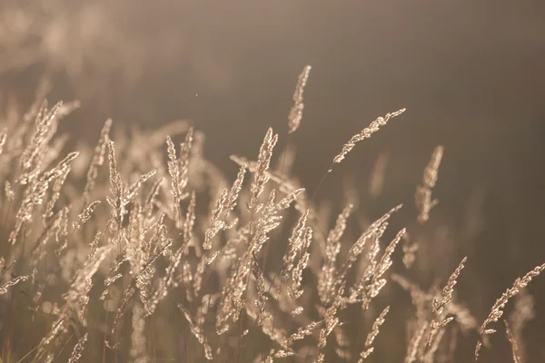 Трава в солнечном свете на лугу — стоковое фото