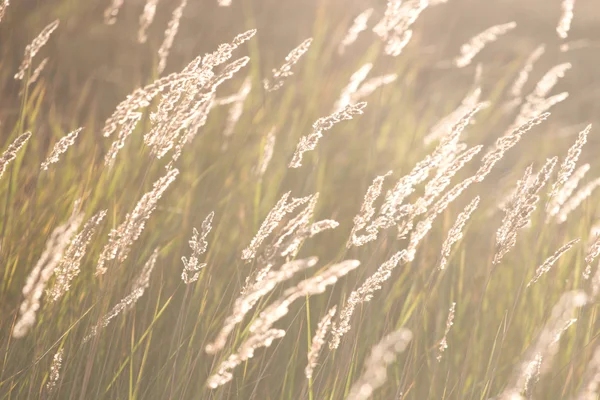 Трава под солнцем на лугу — стоковое фото