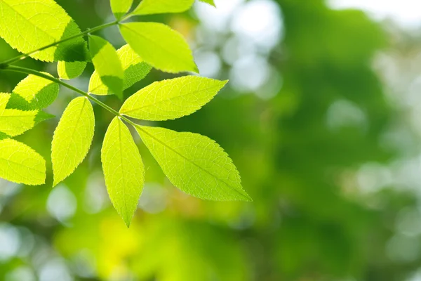 Gröna gren i solljus — Stockfoto