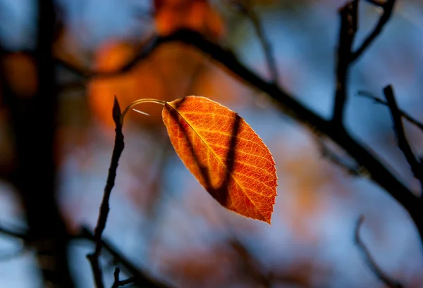 Rotes Herbstblatt im Sonnenlicht — Stockfoto