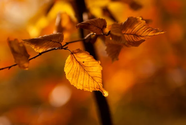 Ξηρό Φθινοπωρινά φύλλα στο φως του ήλιου το ηλιοβασίλεμα — Φωτογραφία Αρχείου