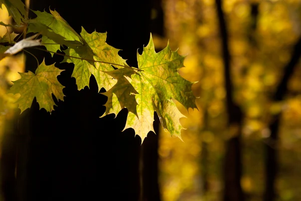 단풍나무 잎 이 있는 숲 — 스톡 사진
