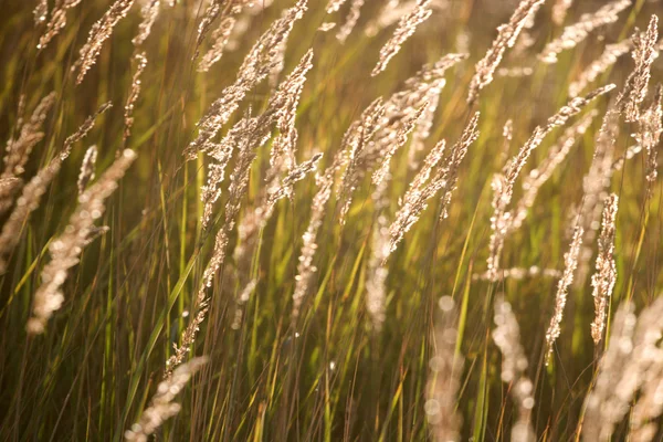 Photo de l'herbe au soleil — Photo
