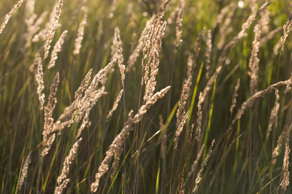 日差しの中で草原地帯の草地 — ストック写真