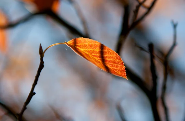 Červený podzimní list proti obloze — Stock fotografie