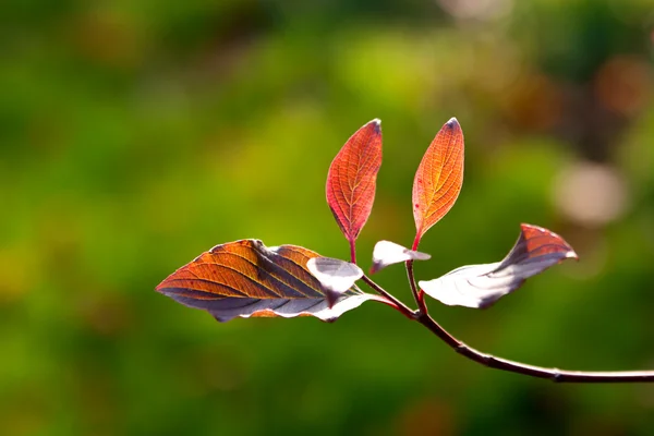 stock image Red leaves