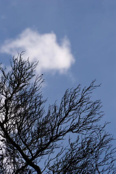 Gałęzie drzew na tle błękitnego nieba — Zdjęcie stockowe