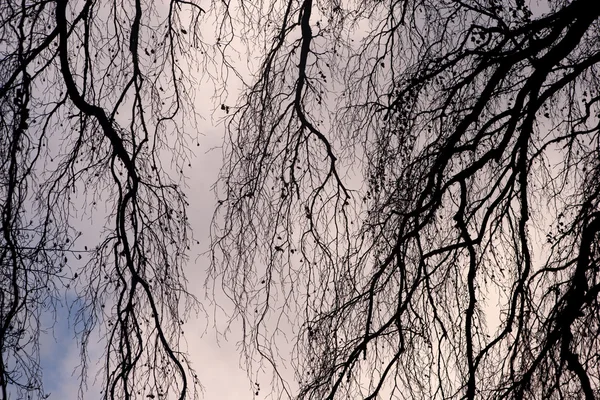 Träd grenar mot himlen — Stockfoto