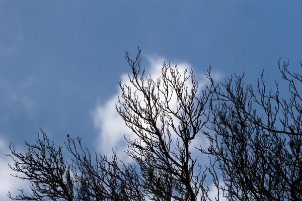 Ağaç dalları gökyüzüne karşı — Stok fotoğraf