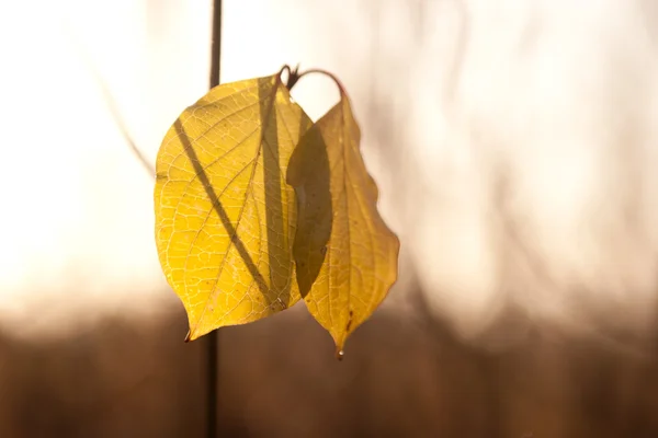 Два осінні листки на сонячному світлі — стокове фото