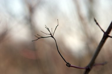 ağaç üzerindeki siyah peduncle