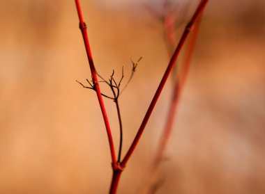güneş ışığı kırmızı dallar üzerinde siyah peduncle