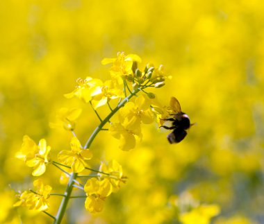 Kanola çiçeği üzerinde Bumble bee