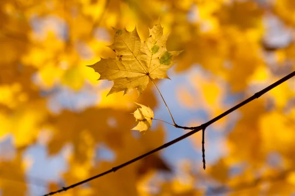 2 つのカエデの葉 — ストック写真