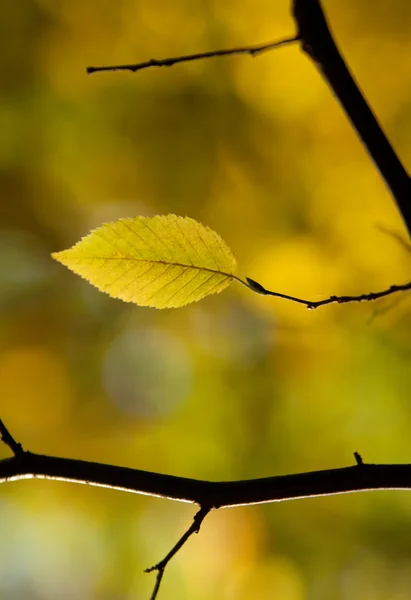 Żółty liść jesieni — Zdjęcie stockowe