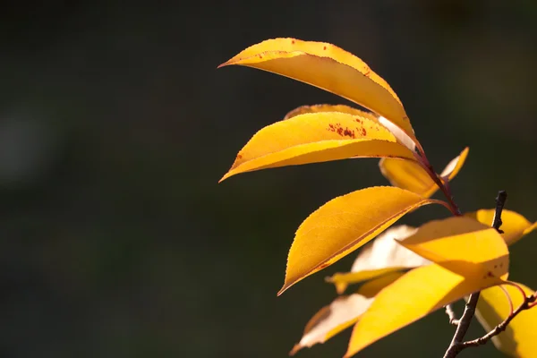 Gelbe Blätter des Herbstes — Stockfoto
