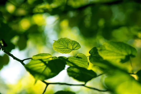 햇빛을 받는 푸른 잎 — 스톡 사진