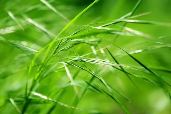 Hierba verde abstracta — Foto de Stock