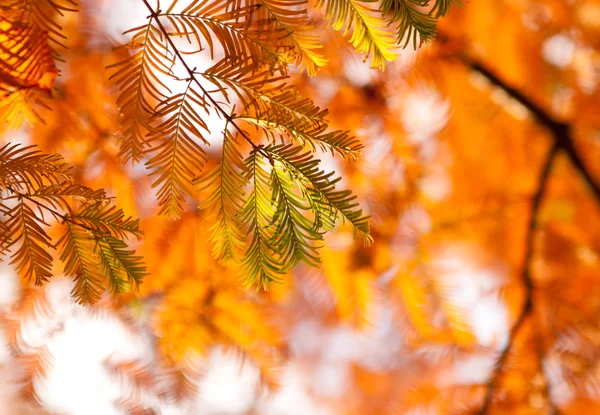 Autumn fir in sunlight — Stock Photo, Image