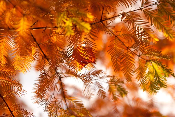 Осенняя ель — стоковое фото