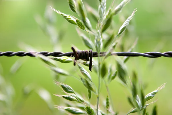 stock image Barbed wire and the green grass